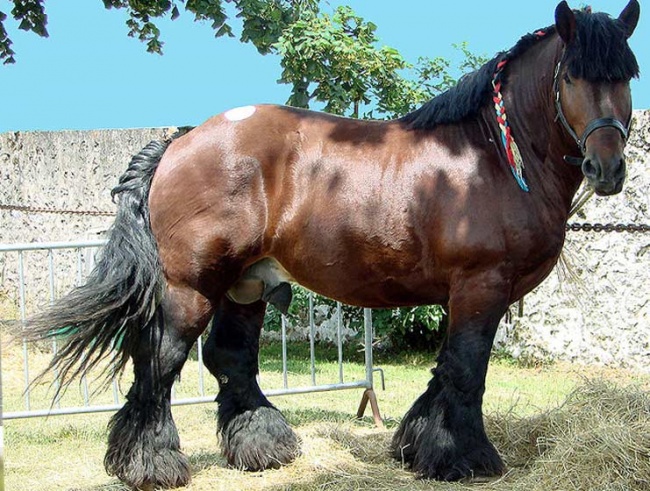 Арденская лошадь - это красота и сила, тяжеловоз. Подвижна и активна не смотря на внушительные габариты.