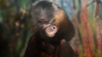 В США хотят узаконить обезьян-помощников