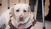 Собаку-поводыря украли у слепой девушки в Москве