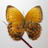 Картины на крыльях бабочек