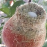 гнездо колибри на персике