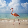flamingo-u-vody.jpg