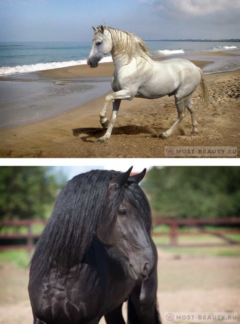 Лошади - это красота и грация.