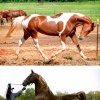 Лошади - это красота и грация.