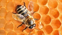 Апитерапия или помощь пчел