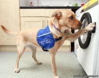 Разработана стиральная машина для инвалидов, которой управляет собака