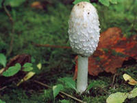 Гриб копринус. Необычные свойства грибов