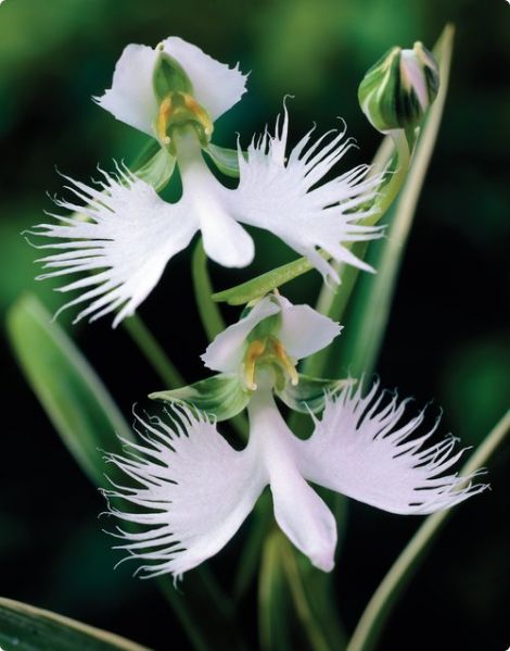 Поводник лучистый,орхидея хабенария радиата(Habenaria radiata)
