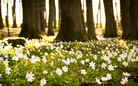 white-forest-flowers