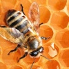 Апитерапия или помощь пчел