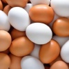 Отличие белых и коричневых куриных яиц