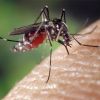 Простые способы от комаров