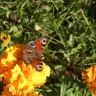 Фотки наши .. с бабочками