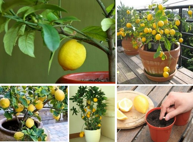 Как зацветает лимон в домашних условиях фото пошагово