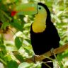 96785752_large_toucan.jpg