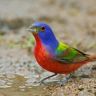 96785742_large_painted_bunting.jpg