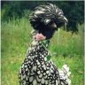 96785750_large_SUPBeautifulChickenFromPoland727448.jpg