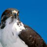 96785744_large_planetbirdwallpaper070.jpg