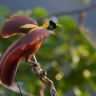 96785749_large_RedBirdofParadiseParadisaearubra620x412.jpg