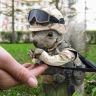 ArmySquirrel.jpg