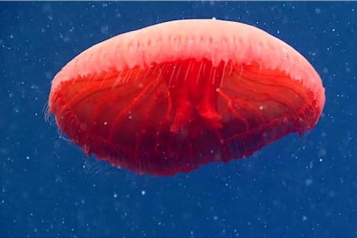 6 самых причудливых существ, снятых на камеру в океане в 2021 году