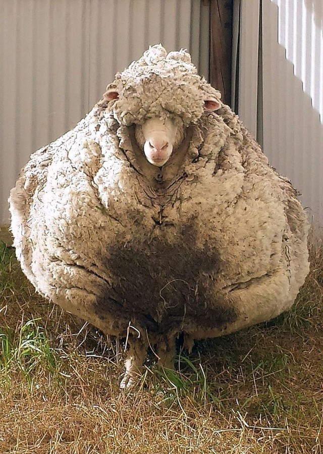 Как спустя 5 лет выглядит овца, отбившаяся от стада