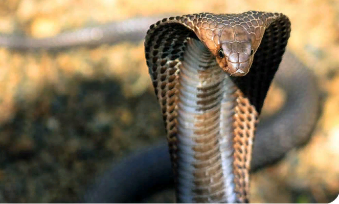 Умирающая кобра приползла к людям: и вот что они сделали