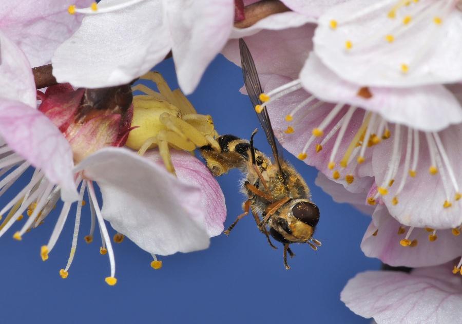 Драмы, инженерные изобретения, смертельные опасности: как проходит весна в мире насекомых и пауков