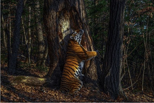 Снимок амурского тигра признан лучшим на фотоконкурсе  дикой природы