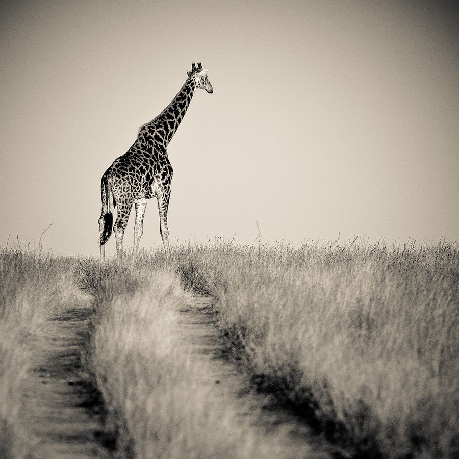 Послушай далеко далеко на озере. Жираф. Жираф черно белый. Жираф в саванне. Изысканный Жираф.