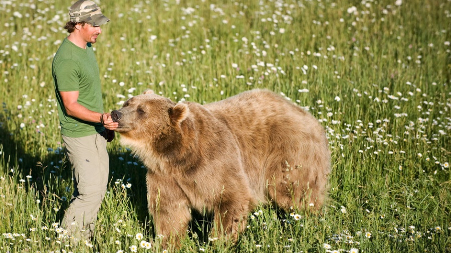 Big dog big bear. Кейси Андерсон и медведь Гризли брут. Медведь Гризли огромный. Мужчина медведь. Медведь и человек Дружба.